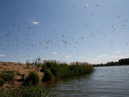 Monitorujemy gatunki objęte projektem! Żwirownia Skoki